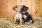 Two Russian Toy Terrier puppies