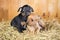 Two Russian Toy Terrier puppies