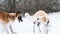 Two Russian Wolfhound Hunting Sighthound Russkaya Psovaya Borzaya Dogs Playing With Each Other At Winter Day In Snowy