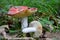 Two Russula aurora or Dawn Brittlegill mushrooms