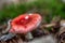 Two russula rosea growing in the woods