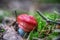 Two russula rosea growing in the woods