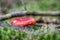 Two russula rosea growing in the woods