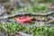 Two russula rosea growing in the woods