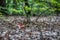 Two russula rosea growing in the woods