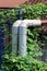 Two rusted hot water pipes with broken insulation covered with crawler plants next to tall metal fence