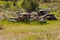 Two rusted old pickup trucks in field