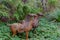 Two rusty bronze statuette of horse in garden