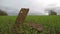 Two rusty old tractor plow iron details in the field, time lapse 4K