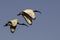 Two Sacred Ibis flying in a blue Sky in South Africa