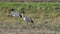 Two sacred ibis standing on the grass under observation