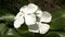 Two sada bahar white flower plant
