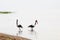 Two saddle billed storks walk across the lake