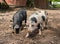 Two saddleback pigs in their pen in the UK