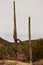 Two saguaro cacti Carnegiea gigantea against sky in Arizona desert