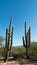 Two Saguaro Cacti Standing Tall