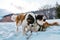 Two of Saint Bernard dogs in winter jumping play and bite