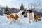 Two of Saint Bernard dogs in winter jumping play and bite