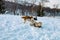 Two of Saint Bernard dogs in winter jumping play and bite