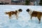 Two of Saint Bernard dogs in winter jumping play and bite