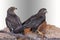 Two Saker Falcon