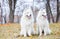 Two samoyed dogs in autumn park