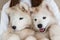 Two samoyed dogs on hands of owner
