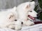 Two samoyed dogs puppies in bed on white pillows