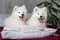 Two samoyed dogs puppies in bed on white pillows