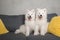 Two samoyed dogs puppies are sitting in the gray couch