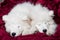Two samoyed dogs puppies are sleeping in the red bed on bedroom background