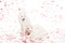 two samoyed dogs under falling heart shaped confetti on white, valentines
