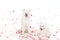 two samoyed dogs under falling heart shaped confetti on white, valentines