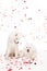 two samoyed dogs under falling heart shaped confetti on white, valentines day concept