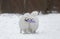 Two Samoyed playing