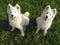 Two Samoyed puppies