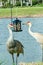 Two Sand Hill cranes, come upon a bird feeder, filled with corn and seeds