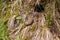 Two sand lizards sunbathing near their hole