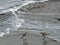 Two Sanderlings, Calidris alba, on the shore of the North Sea on the Danish coast