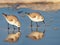 Two Sanderlings Foraging on a Florida Shoreline