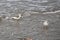 Two Sanderlings on the northsea beach