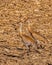 Two Sandhill Cranes searching for food