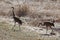 Two Sandhill Cranes walking on the edge of wetlands in Trevor, Wisconsin