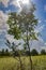 Two saplings trees in a field with blue skies and sunshine.