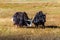 Two sarlyks domesticated yaks graze in the autumn steppe