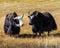 Two sarlyks domesticated yaks in a pasture