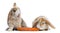 Two Satin Mini Lop rabbits eating a carrot, isolated