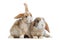 Two Satin Mini Lop rabbits next to each other, isolated