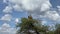 Two savannah eagles sit on a small tree. Beautiful proud birds. Serengeti National Park.