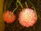 Two Scadoxus Multiflorus Haemanthus Multiflorus, Blood Lily Flowers